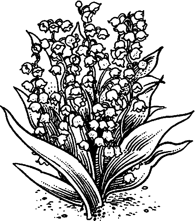 coloriage pied de muguet